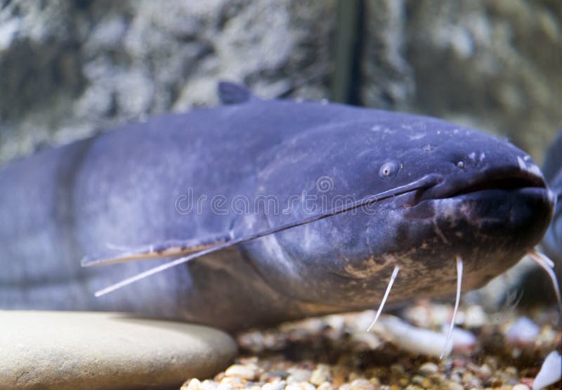 Blue Catfish in Aquarium Near Glass Stock Image Image of world