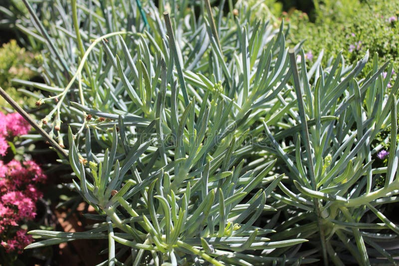 Blue chalksticks stock photo. Image of succulent, serpens - 292902848