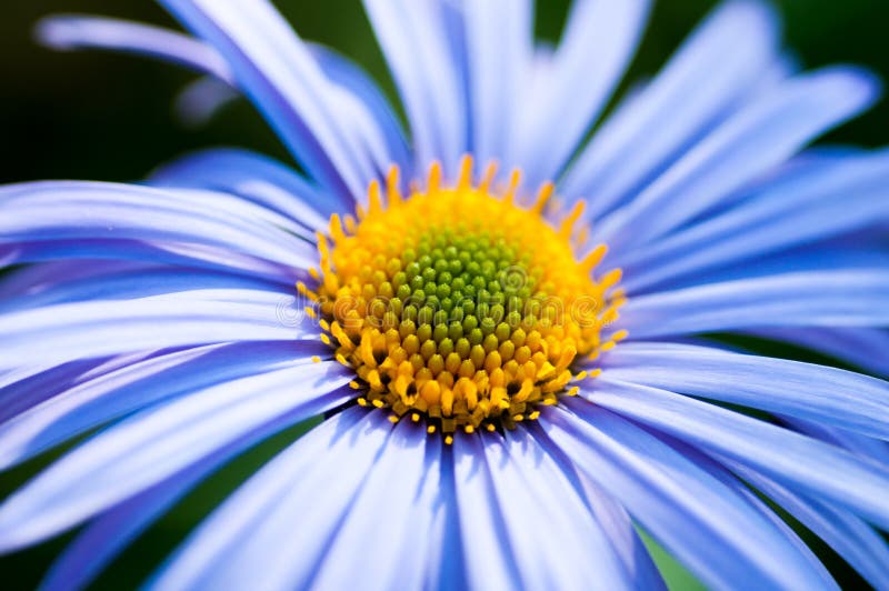Blue Chamomile stock photo. Image of nature, wallpapers 94535964