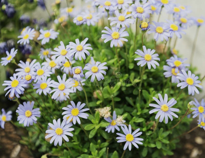 Blue chamomile stock image. Image of health, market 140524963
