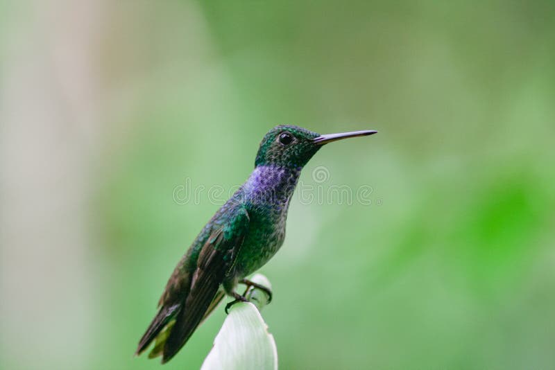 Blue-chested Hummingbird or Amazila amabilis standing on a branch over a green background, Panama. Horizontal view royalty free stock images Blue-chested Hummingbird or Amazila amabilis standing on a branch over a green background, Panama. Horizontal view royalty free stock images