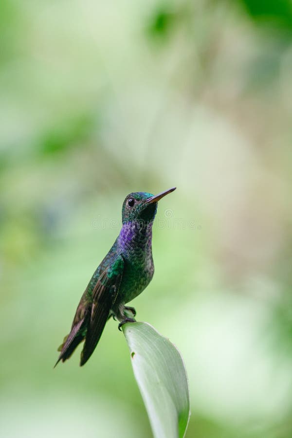 Blue-chested Hummingbird or Amazila amabilis standing on a branch over a green background, Panama. Vertical view stock images Blue-chested Hummingbird or Amazila amabilis standing on a branch over a green background, Panama. Vertical view stock images