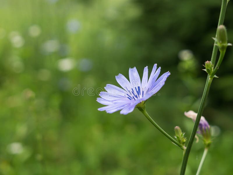 Blue chicory flower in the grass on meadow.