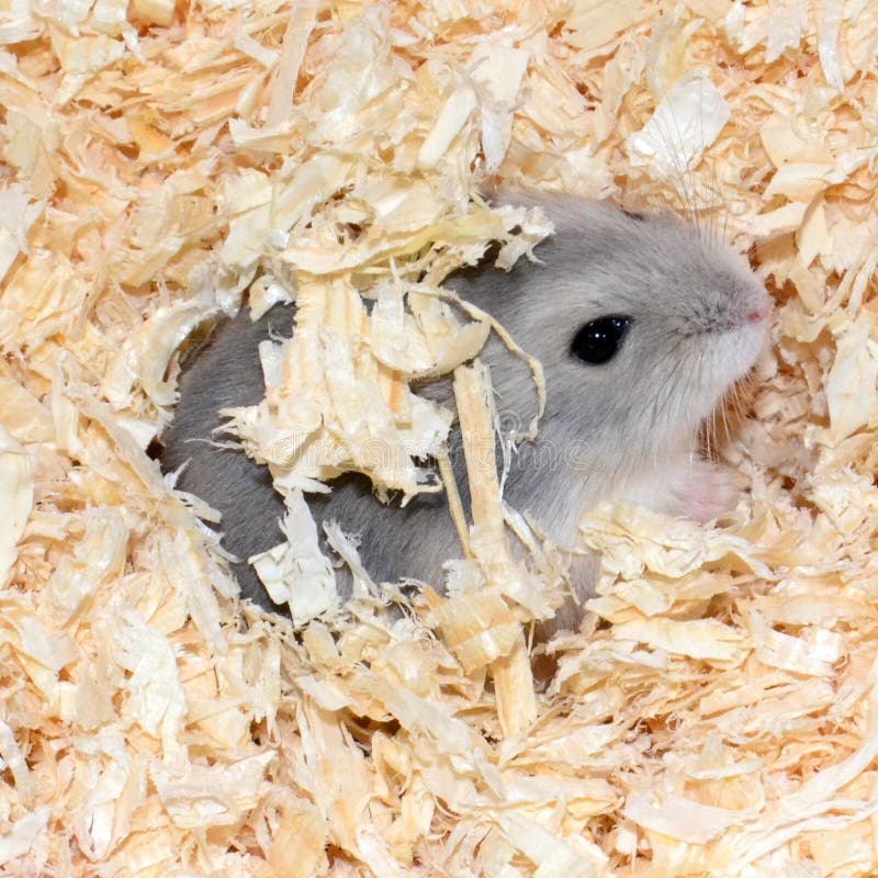 Chinese hamster stock image. Image of closeup, isolated 18257661