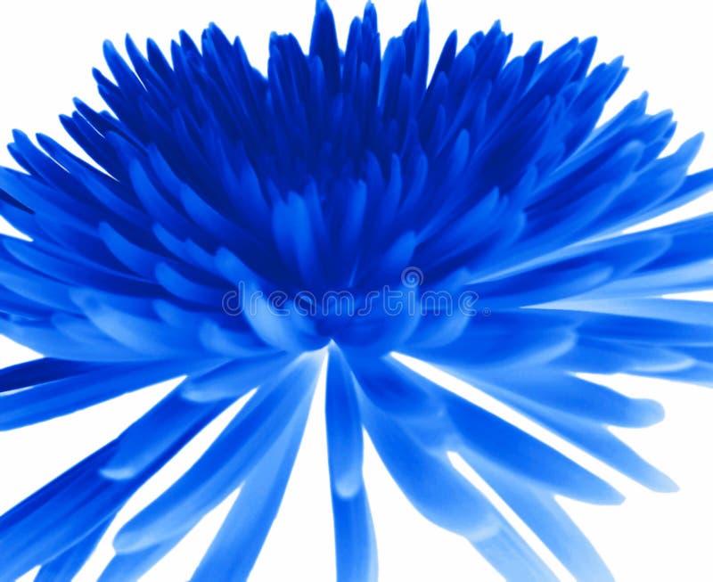 Blue chrysanthemum.