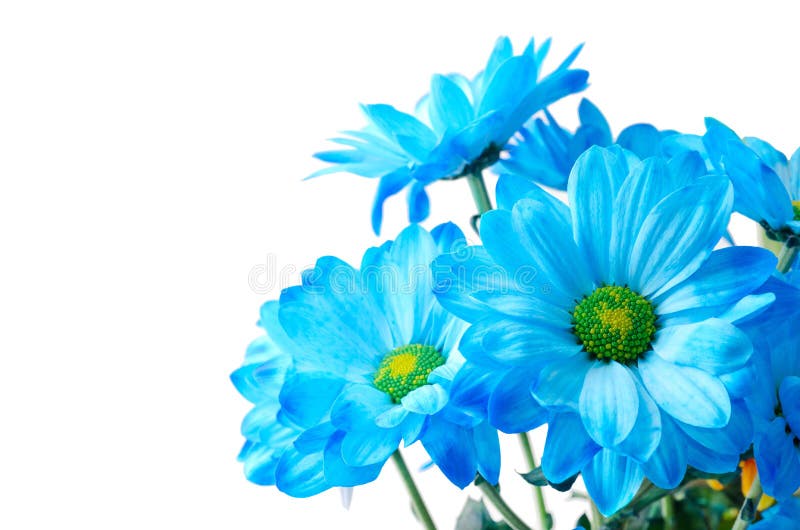 Blue chrysanthemum stock image. Image of bloom, gift 28692779