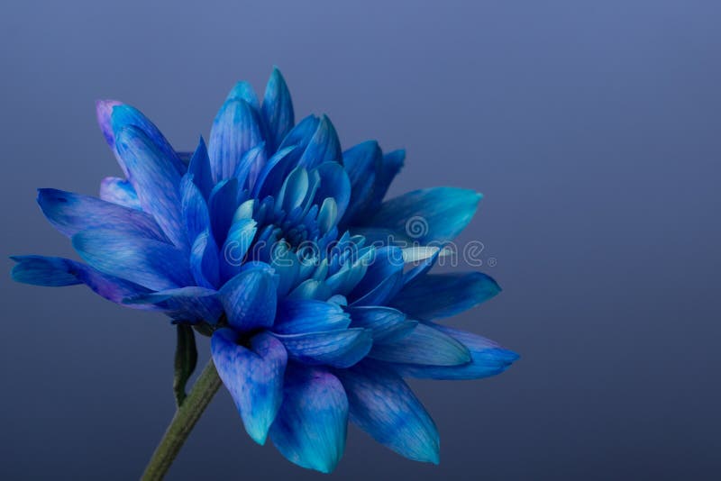 Blue Chrysanthemum stock image. Image of color, life 35621019