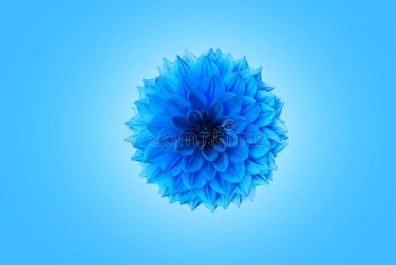 Blue Chrysanthemum Stock Image Image 36681481