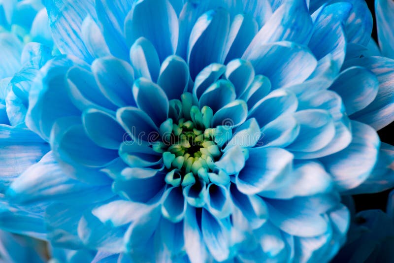 Bouquet of Blue Chrysanthemum Flowers Stock Photo Image of flora