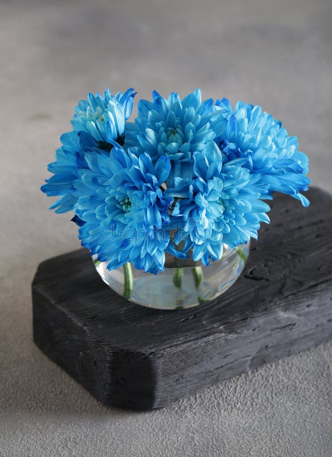 Blue chrysanthemum stock image. Image of cultivars, genus 99318755