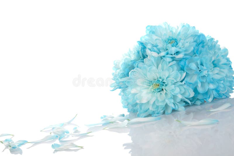 Blue chrysanthemums stock image. Image of chrysanthemum 20041187