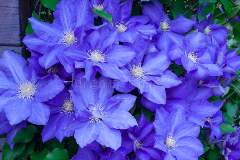 Blue clematis