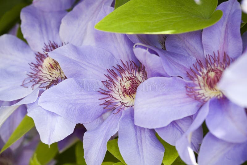 Blue clematis flowers