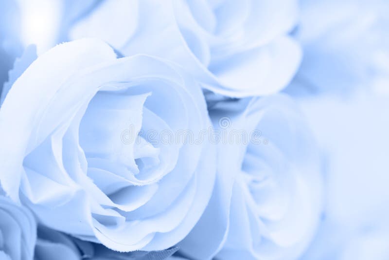 Blue color roses in soft and blur style for background. selective focus