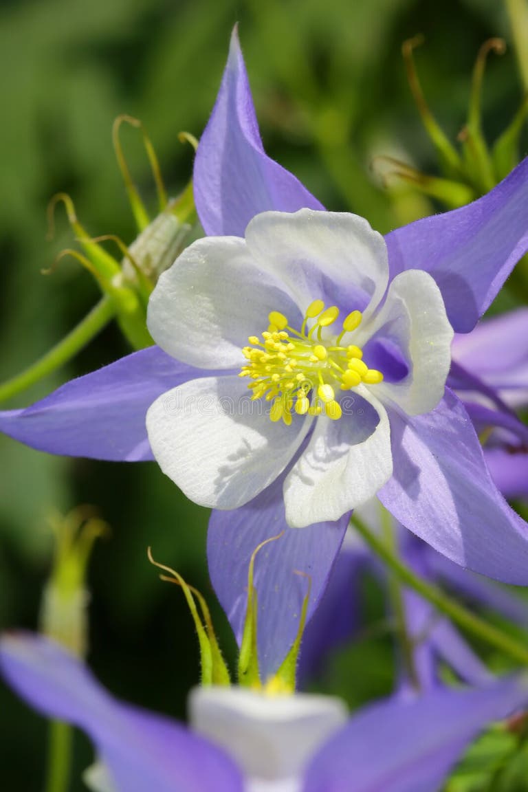 590 Columbine Colorado State Flower Stock Photos Free & RoyaltyFree