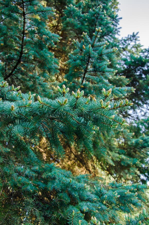 Evergreen Coniferous Trees Close Up Background Stock Photo Image Of