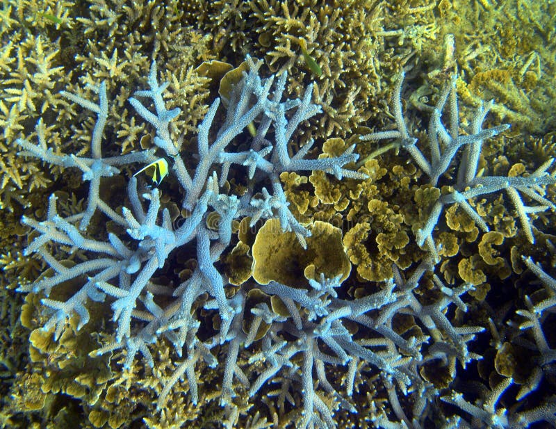 Blue Coral stock photo. Image of closeup, exotic, color 16498256