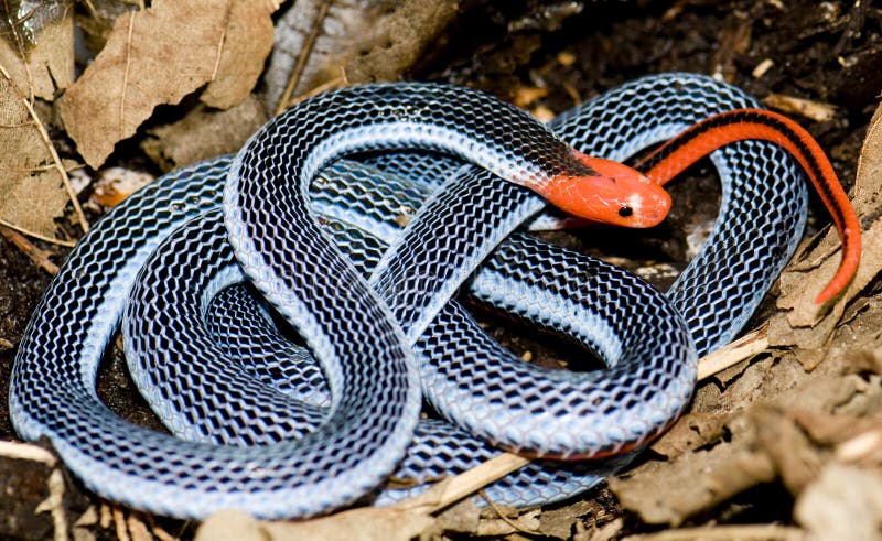 blue-coral-snake-4950981.jpg