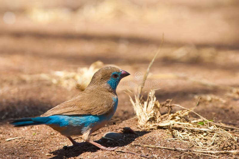 Blue cordon-bleu bird on the ground