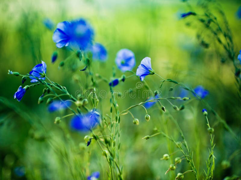 Blue Corn Flower stock photo. Image of idyllic, summer - 55636782