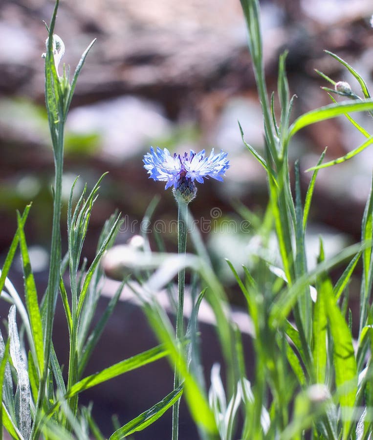 Blue cornflower stock image. Image of stem, backgrounds 92410489