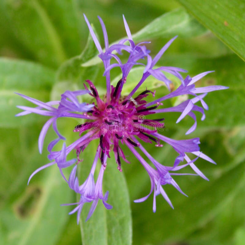 Blue Cornflower stock image. Image of blossom, blue, cornflower 74326641