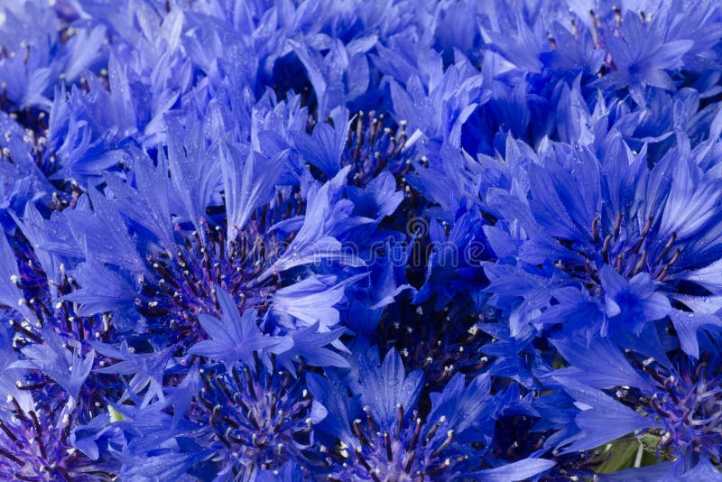 Blue Cornflower Fine Art Floral Natural Textures. Portrait Photo Textures. Digital  Studio Background, Best for Cute Stock Image - Image of background, nature:  216302801
