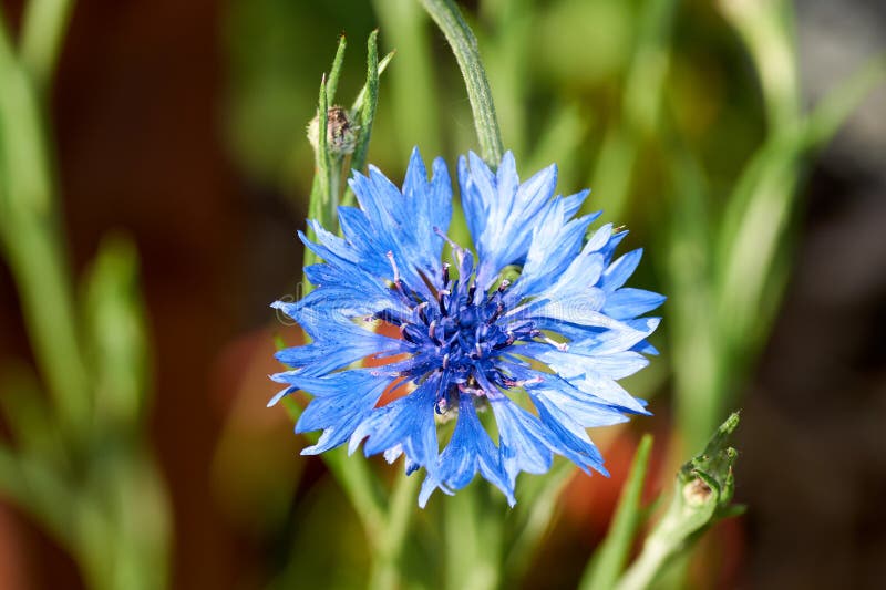 2,532 Blue Cornflower Flower Centaurea Cyanus Stock Photos Free & RoyaltyFree Stock Photos