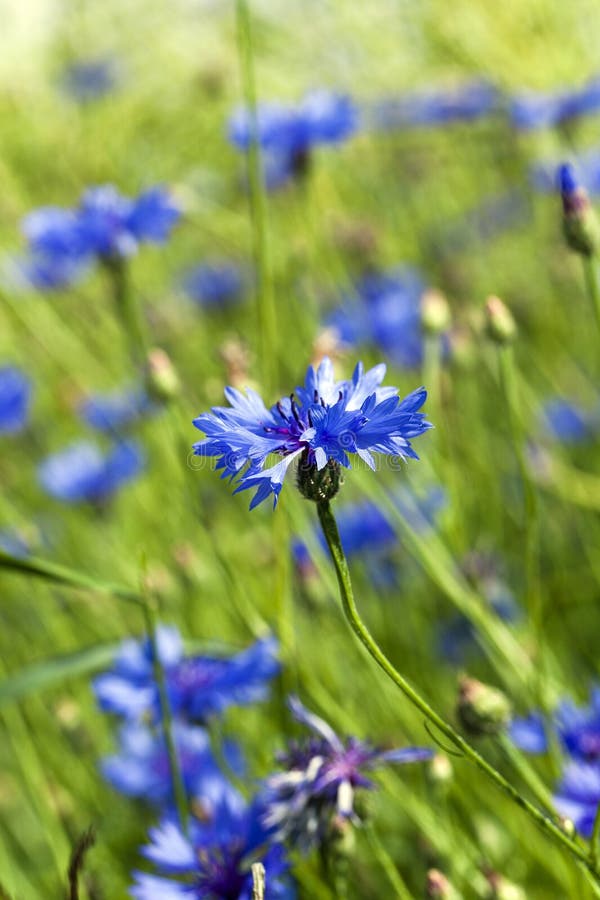 Blue cornflower. spring stock image. Image of bloom, botanic 61208913