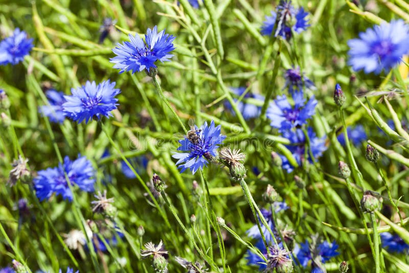 Blue cornflower , spring stock image. Image of field 70585315