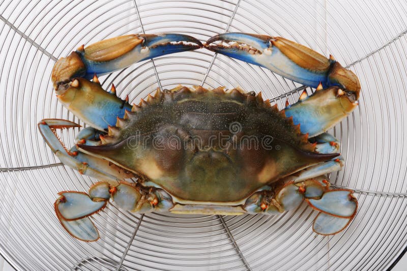 Blue crab