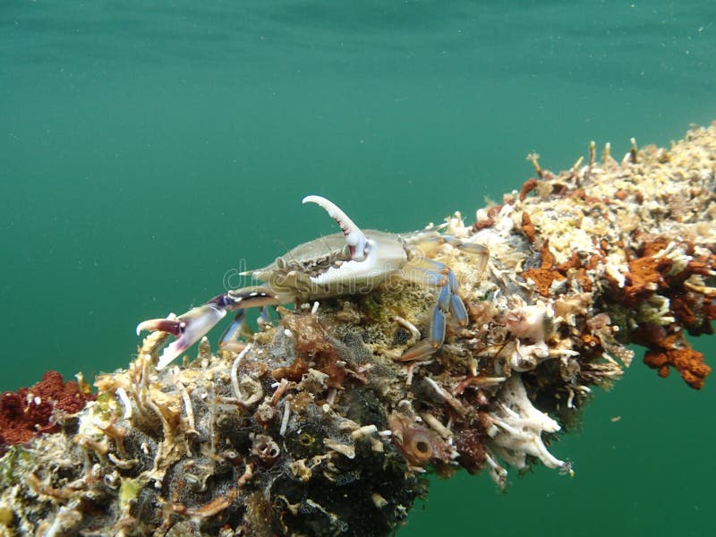 Blue Crab stock photo. Image of keys, scuba, underwater 67943720