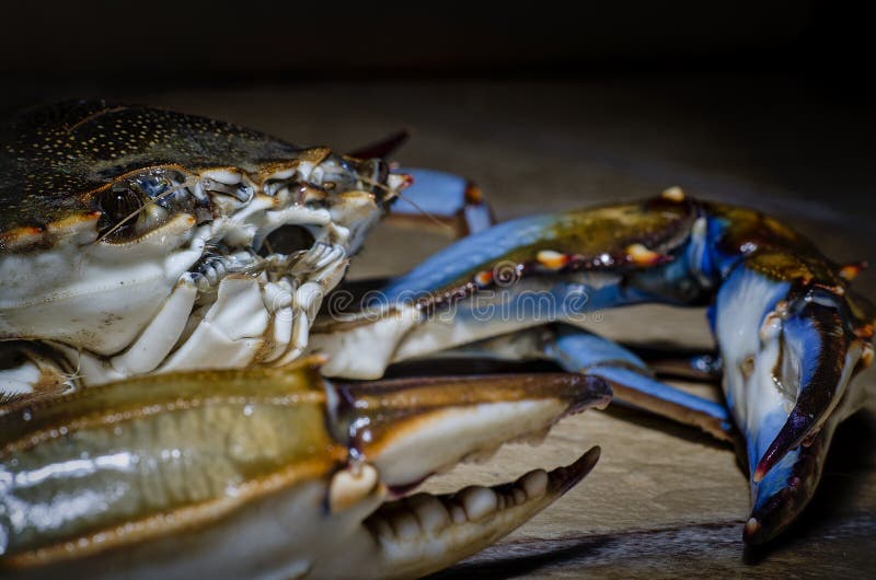 Blue Crab with Claw Side View Stock Photo Image of crabbing