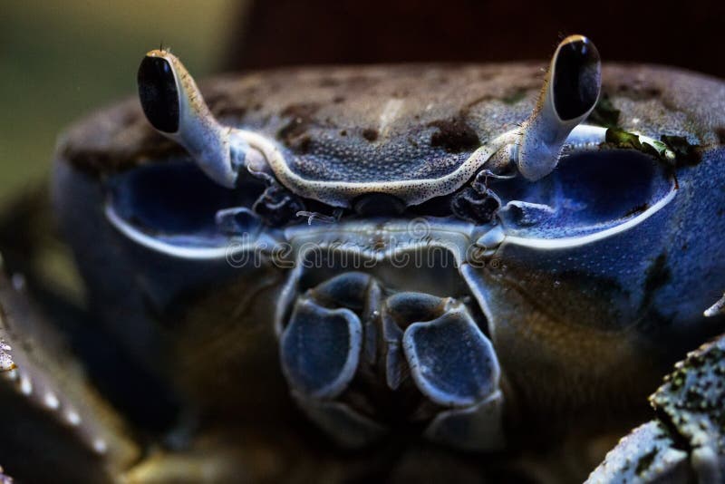 Blue crab closeup stock image. Image of crab, crabs 99253975