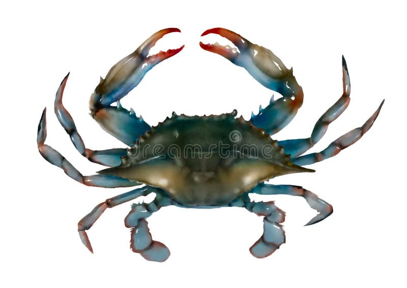 Blue crab raw isolated illustration for decoration and design