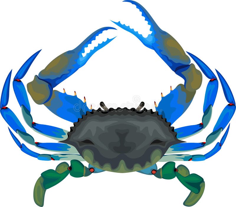 Blue crab - vector isolated illustration on white. Blue crab - vector isolated illustration on white