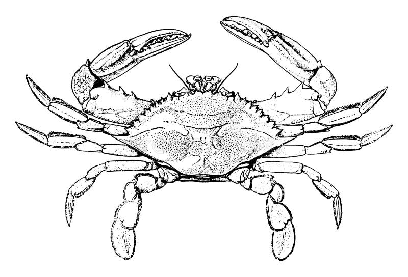 Blue Crab is taken from Florida coastal waters, vintage line drawing or engraving illustration. Blue Crab is taken from Florida coastal waters, vintage line drawing or engraving illustration