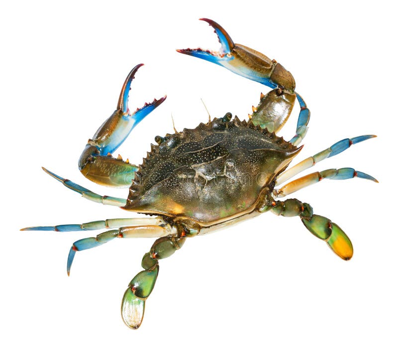 Blue Crab with White Background.Top View Stock Image Image of beach