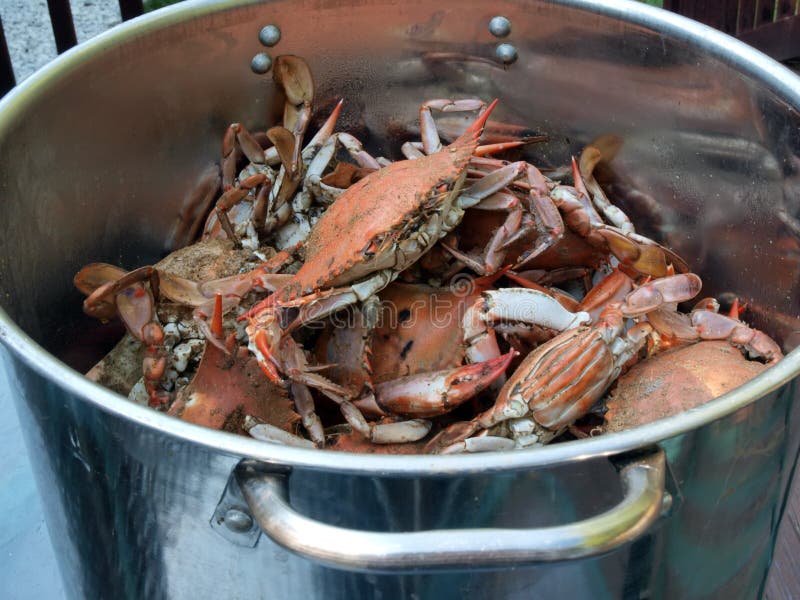 Blue crabs cooked in pot 2 stock photo. Image of crab 17079796