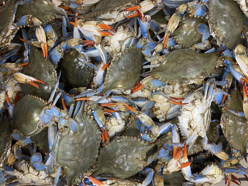 Blue Crabs for Sale at a Grocery Store Stock Image Image of store