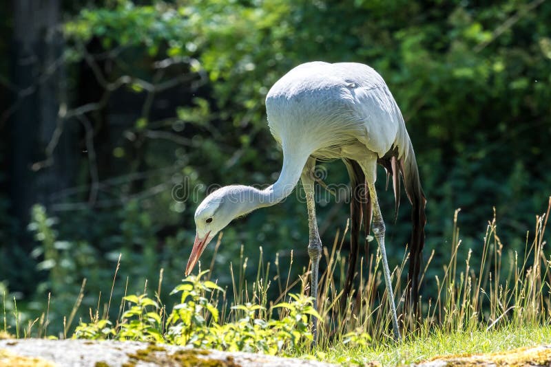 The Blue Crane, Grus paradisea, is an endangered bird stock photos The Blue Crane, Grus paradisea, is an endangered bird stock photos