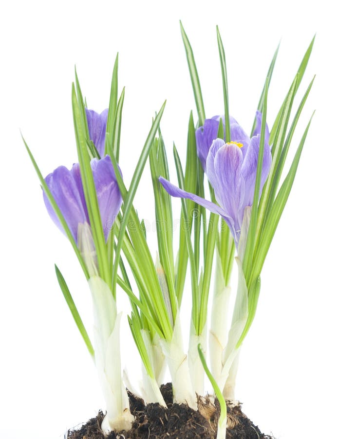 Gentle blue flowering crocus on white background. Gentle blue flowering crocus on white background