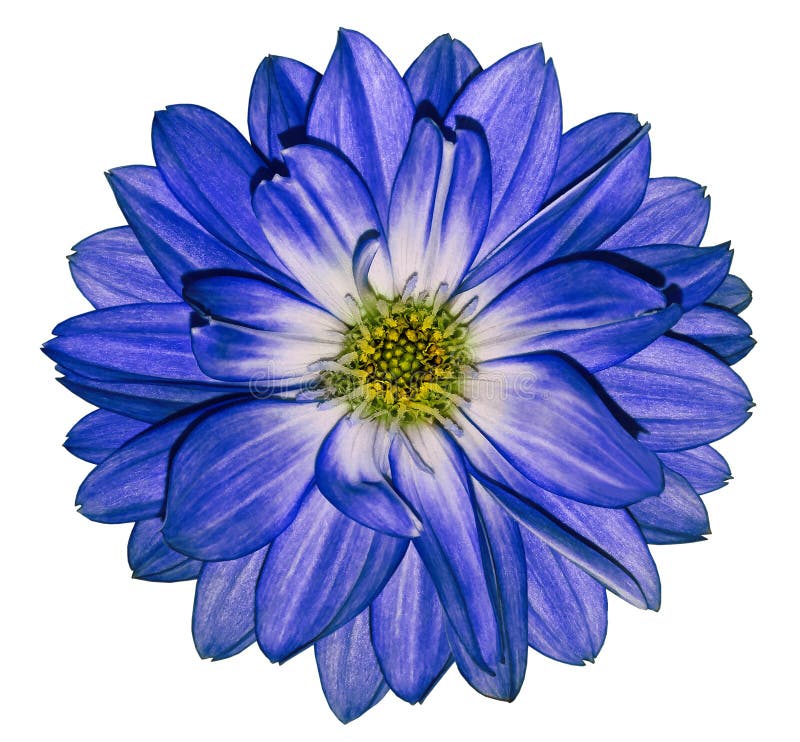 Blue Dahlia Flower on White Isolated Background with Clipping Path ...