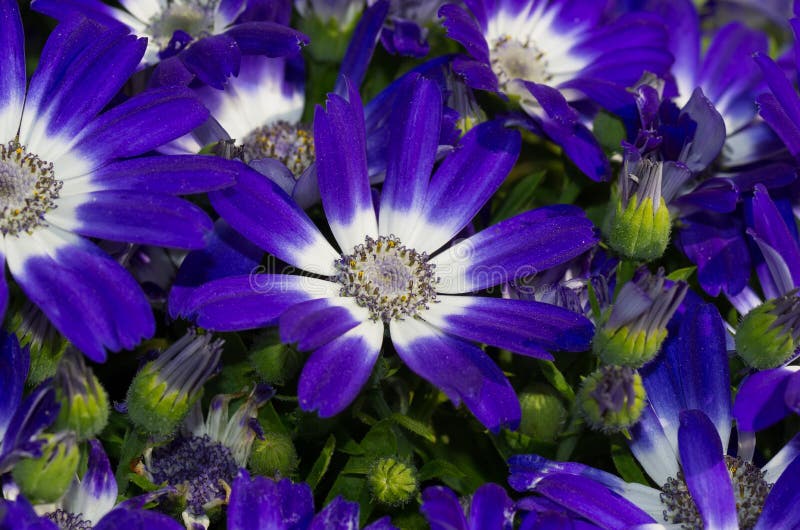 Blue daisies stock image. Image of blossom, detail, macro 23936425