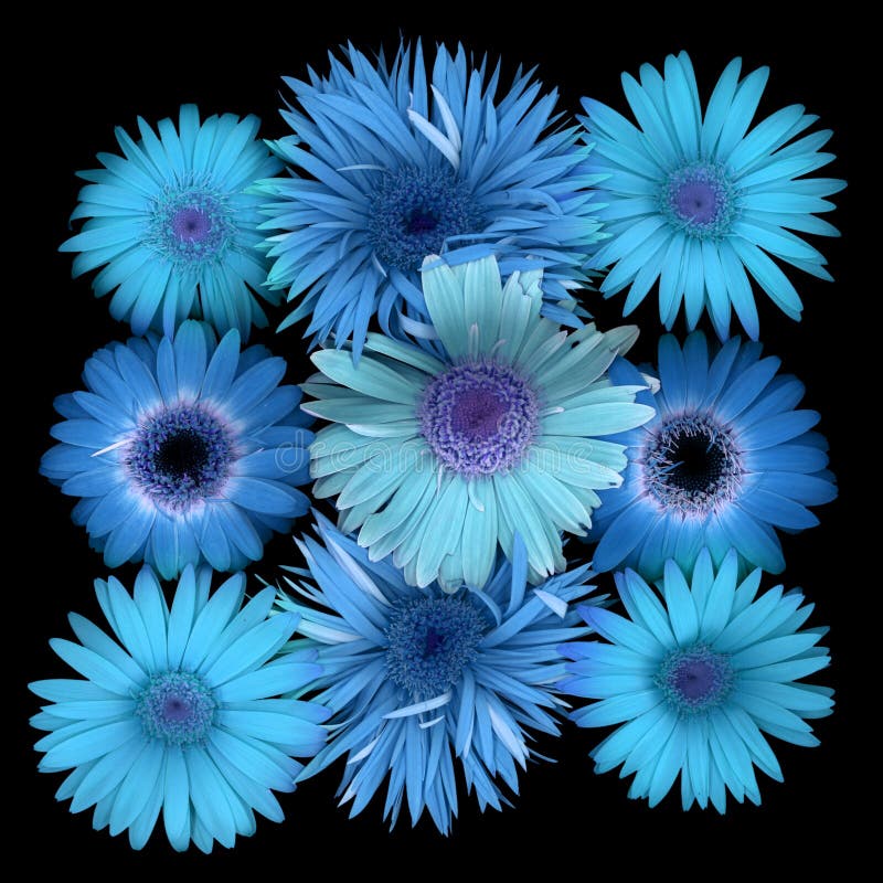 Blue Daisies stock photo. Image of gerbera, circles, colorful 6578396