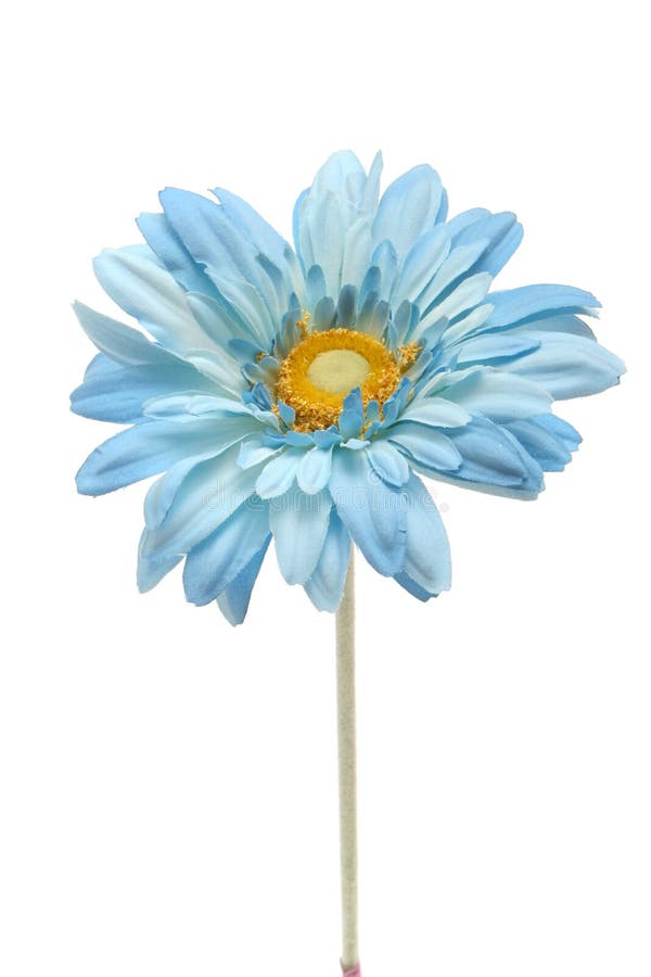 Blue daisy stock image. Image of blooming, pretty, botanical - 3101667