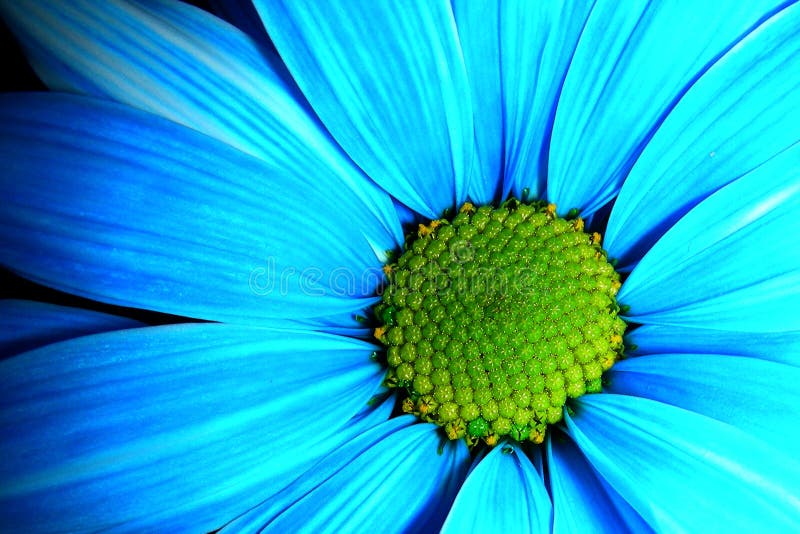 Blue daisy stock image. Image of daisy, sunshine, blue - 770435