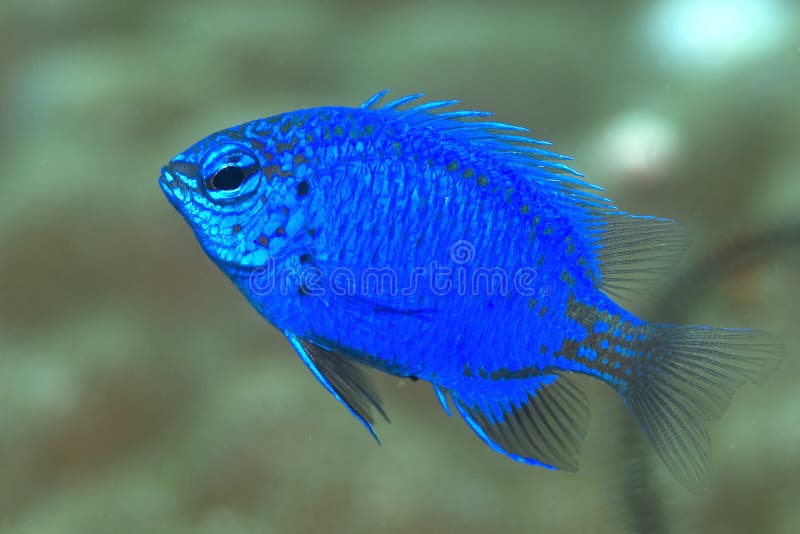 Blue damsel fish