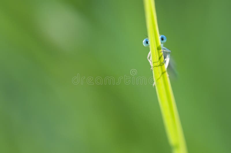 Blue damselfly behind a blade of grass