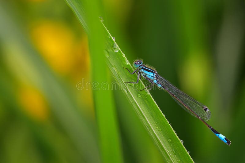 River Lake HOUSE flag Greens & Blues Summer Leaves Dragonfly Odanata Fern 